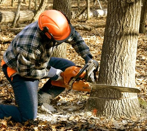 Tree Removal in Grand Forks Afb, ND